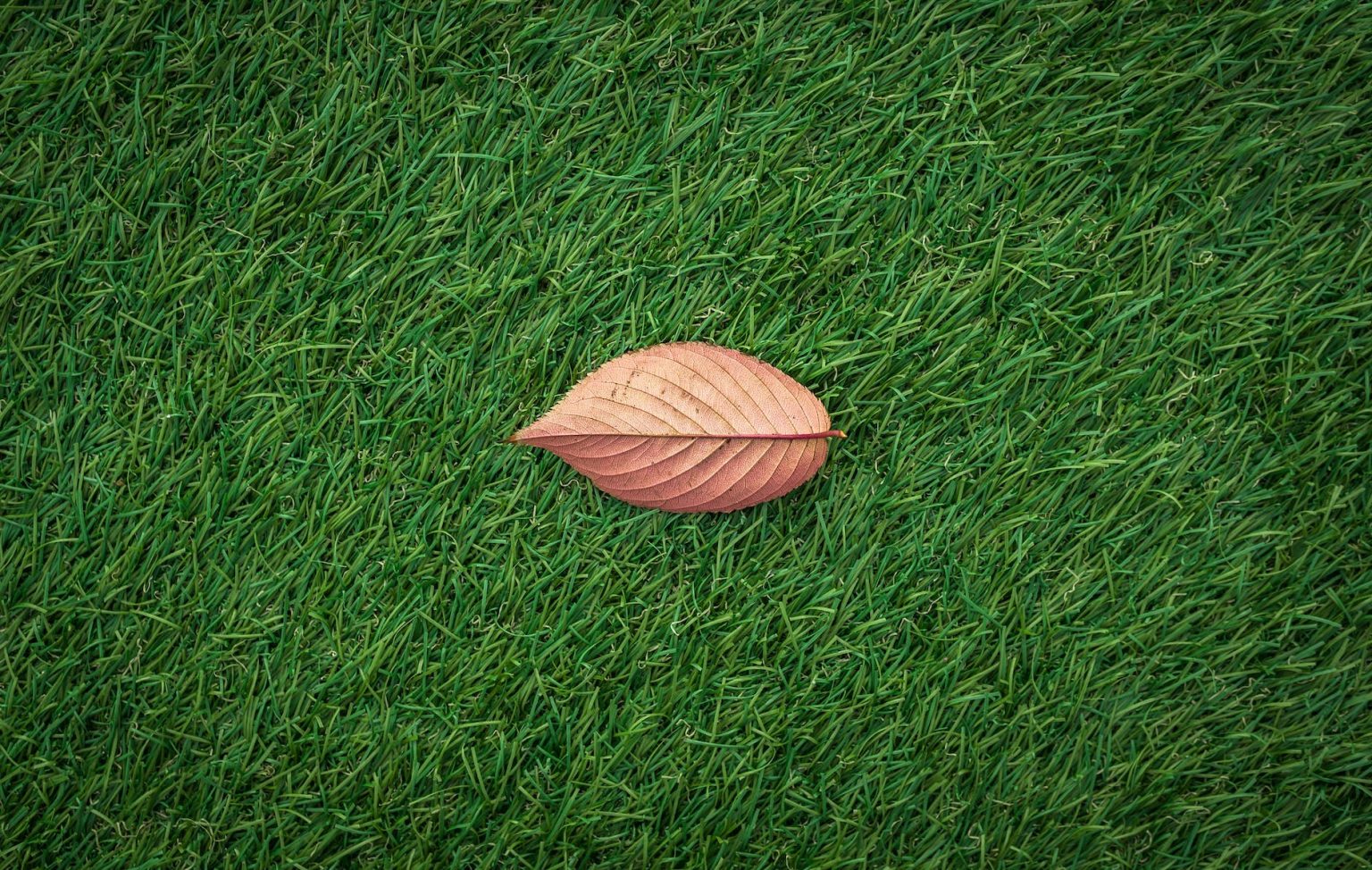 brown dry leaf