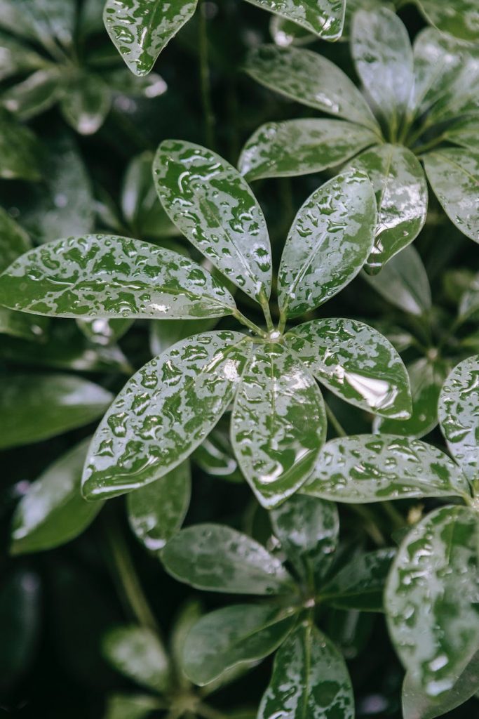 fresh green leaves with rain droplets